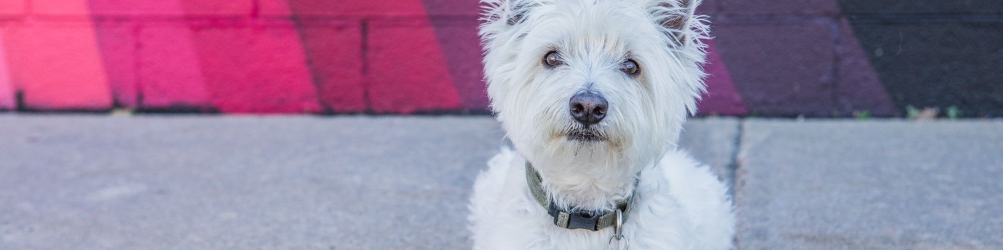 A white dog with fluffy hair, close-up of nose and face.