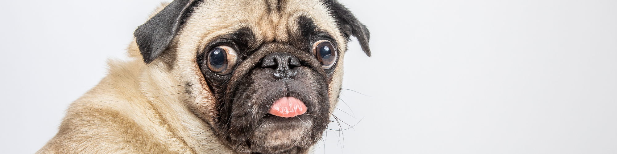 A close-up photo of a pug with a wrinkled face and big, expressive eyes looking at the camera. The pug's tongue sticks out slightly, adding a humorous touch to its expression. The background is plain white.