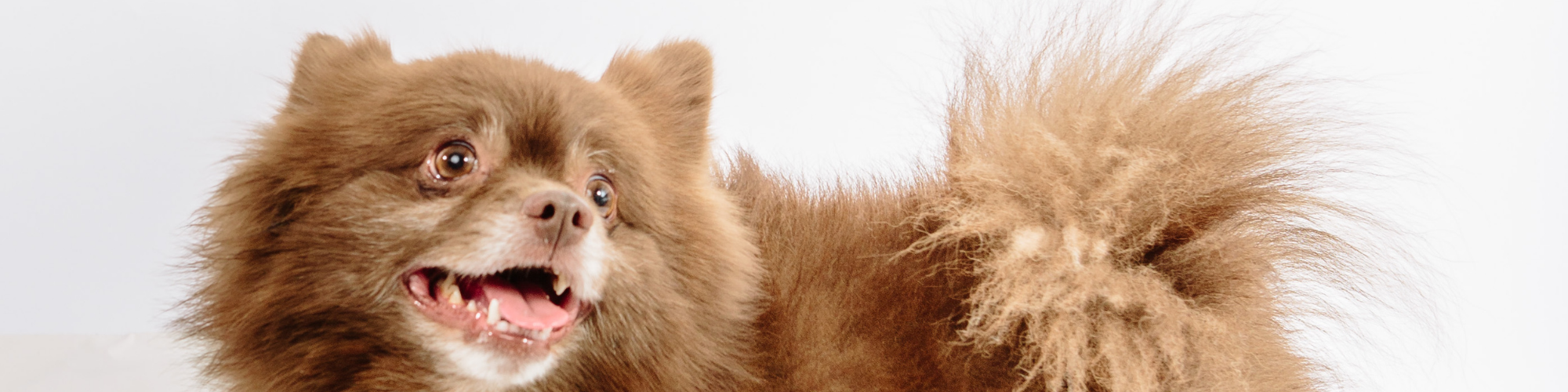 A fluffy brown dog with a cheerful expression is looking slightly upward. The dog has a thick, bushy tail and its mouth is open, showing its teeth. The background is white, making the dog's fur stand out prominently.