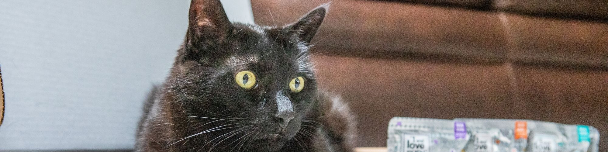 Close up of a black cat's eye with whiskers.