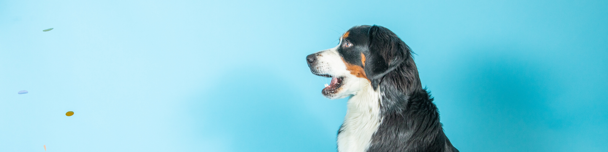 A Bernese Mountain Dog sits against a light blue background, looking to the left with its mouth open. Confetti is visible in the air, adding a celebratory feel to the scene.