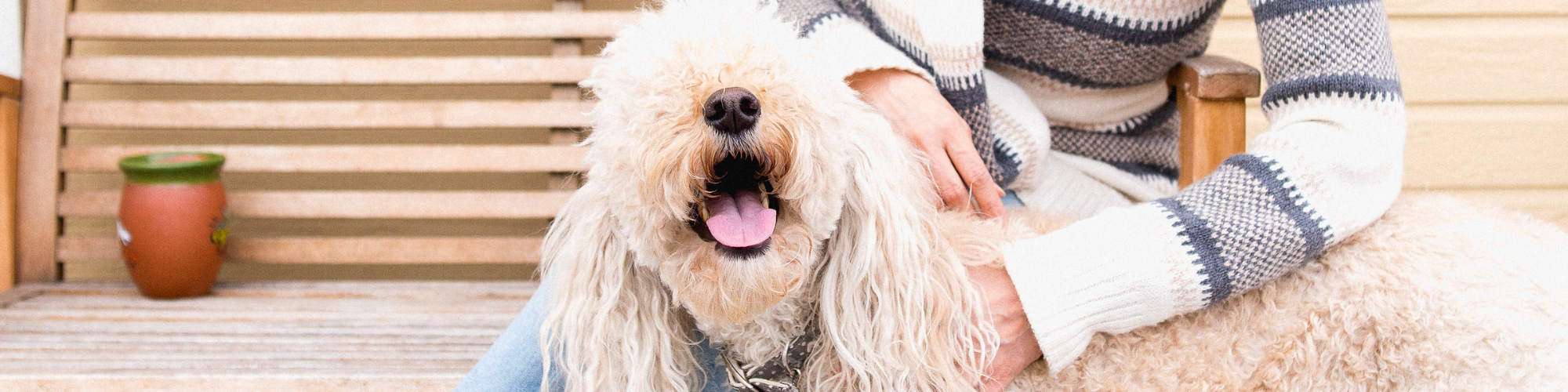 A person wearing a striped sweater sits on a wooden bench, embracing a fluffy, happy dog with curly fur. The dog has its tongue out and appears to be smiling. A brown plant pot is visible on the bench beside them.