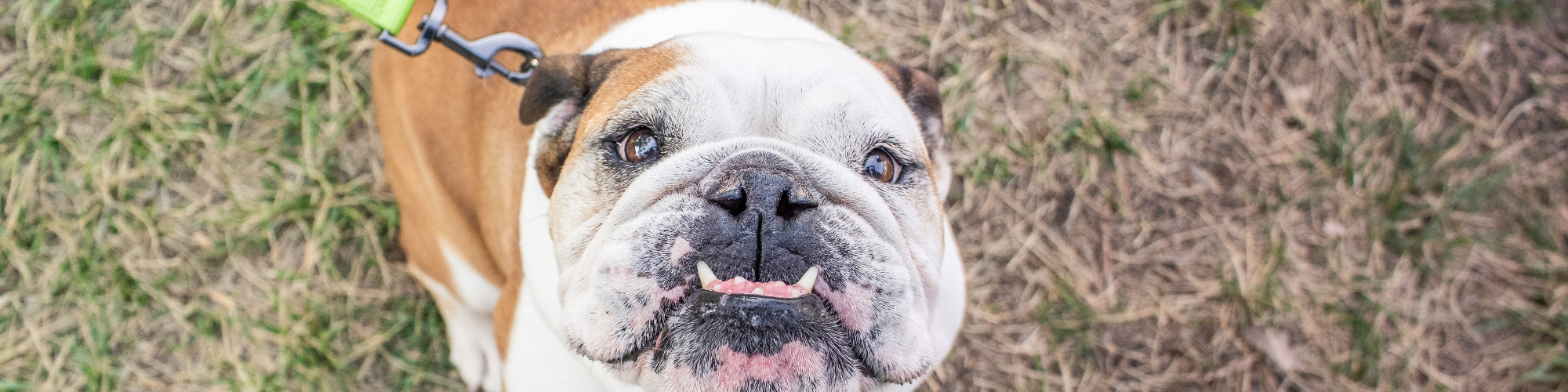 A close-up photo of a bulldog looking up at the camera with a wrinkled face and an overbite showing its teeth. The background is a mix of grassy and bare ground, and the bulldog is on a green leash attached to a blue collar.