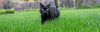 A black cat walking in grass, close-up of ear, outdoor collection image.