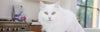 A white cat with yellow eyes, close-ups of eyes, nose, and whiskers, and a blurry tail.