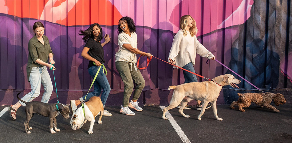 four happy women walking their dogs on the streets